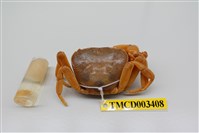 藏品(拉氏清溪蟹)的圖片